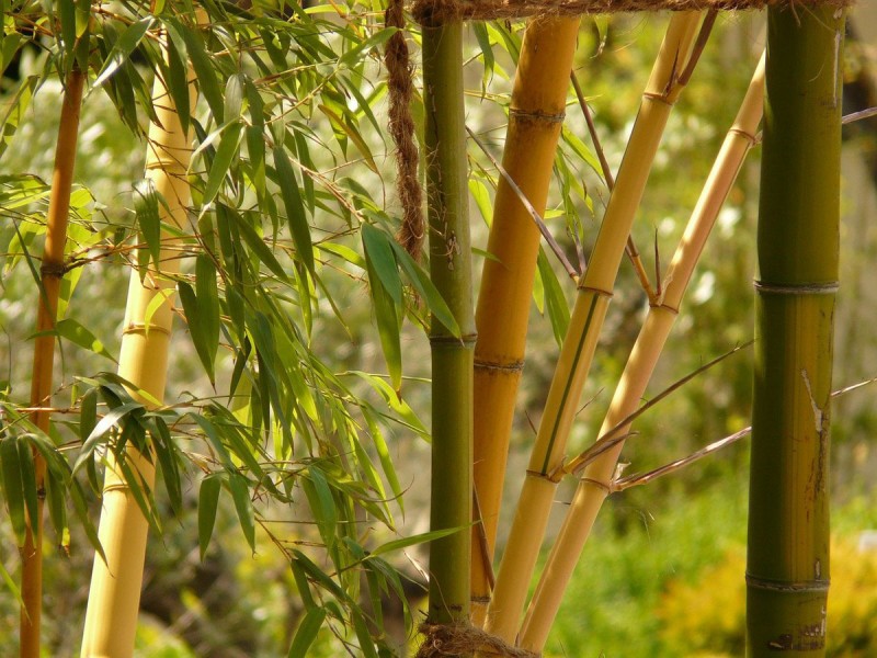 Бамбук - это имитация натуральной древесины